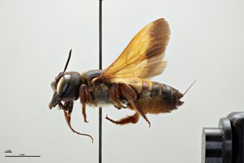 Media type: image;   Entomology 786035 Aspect: habitus lateral view